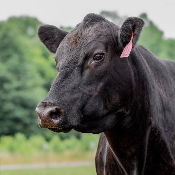 牧草地を見つめるアンガス牛 - 若い雌牛 ストックフォトと画像