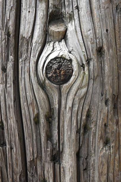 A unique knot in a weathered wooden plank  on wall of barn.