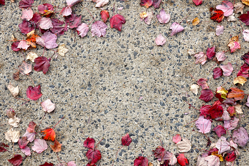 Fall leaves on a concrete sidewalk form a border.