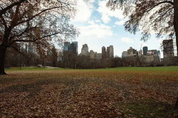 central park in new york in early winter