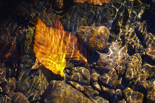 Three leaves underwater and ripples above  them.