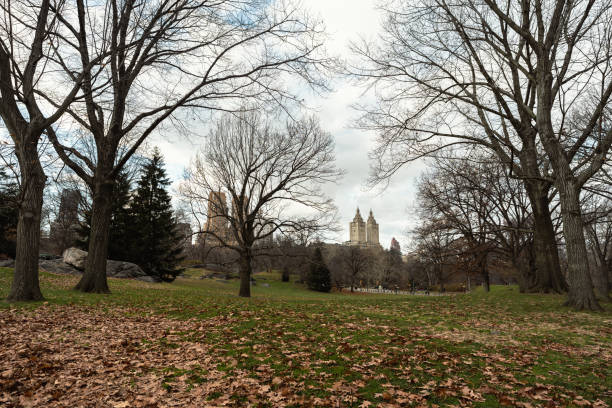 central park in new york in early winter