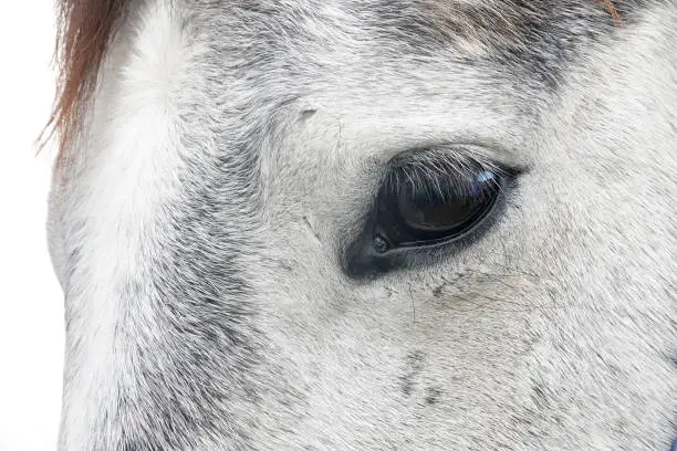 The head of a horse  close with just his eye and lashes.