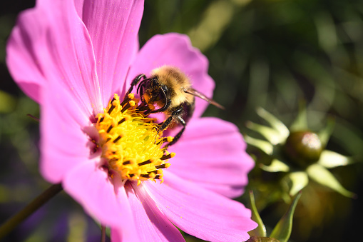 Bee on a spring flower collecting pollen and nectar