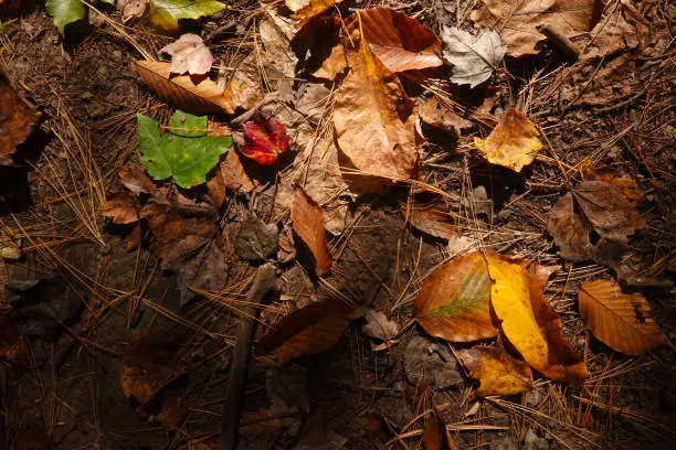 Autumn leaves in dappled sunlight on the forest floor.