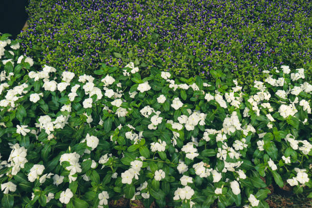 Photo of a white vinca flower plant or madagascar periwinkle with healthy green leaves. stock photo