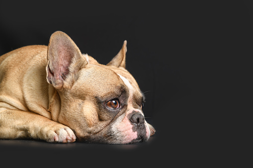 an anorexic french bulldog lying on a black background, health dog concept