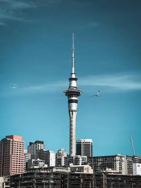 Auckland sky tower with seagull in foreground from Viaduct Harbour