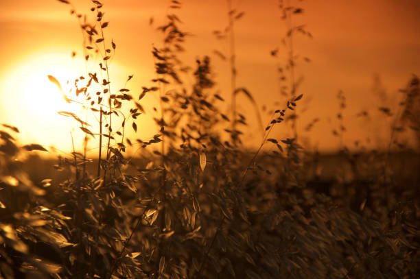 istock Sunset Silhouette Looking Through Grass in the Mallee 1449963101
