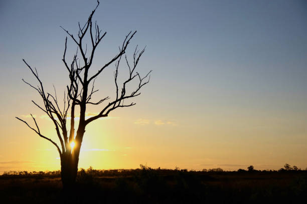 istock Tree Silhouette in front of a Golden Sunset 1449963121