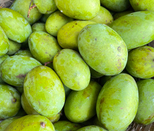 istock Kweni mango or mangifera odorata, the most fragrant mangoes fruit 1449963517