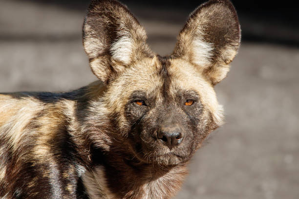 istock Hyena staring at the camera 1449963757