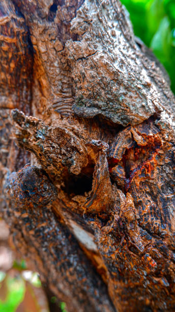 istock Detailed Photo of Mango Tree Trunk 1449964972