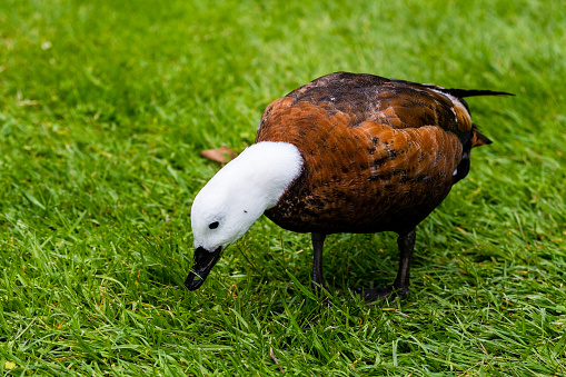 Close-up on a domestic Muscovy duck (Cairina moschata domestica) released in the wild.