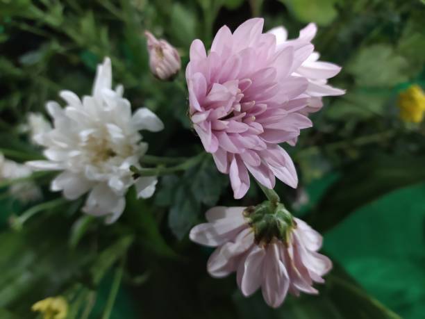 istock photo of a flower 1449967371
