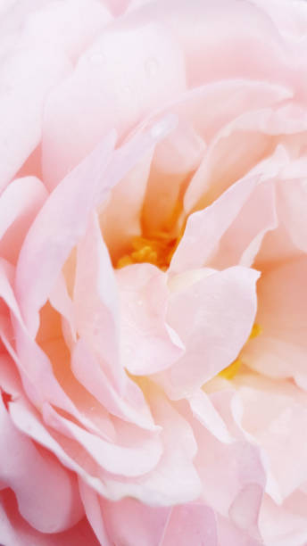 istock Rose petals, Pink rose 1449967482