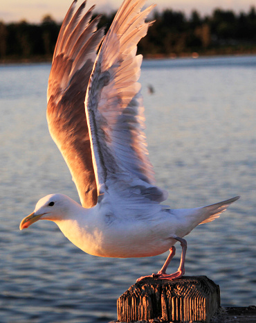 Seagull open Wings