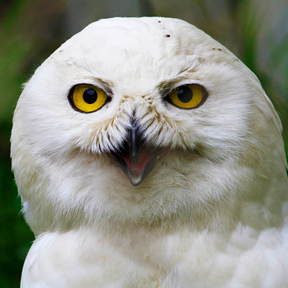 Snow owl Canada
