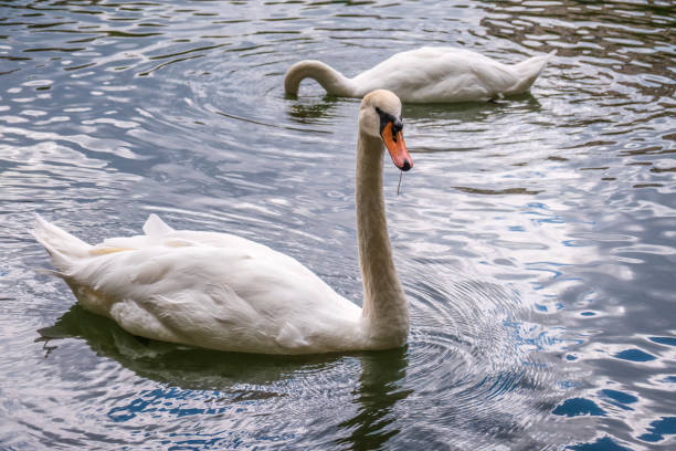istock Two graceful white swans swim in the dark water. 1449968325