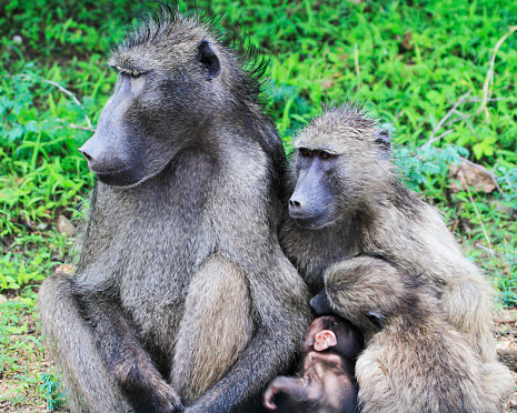 The olive baboon, also called the Anubis baboon, is a member of the family Cercopithecidae. The species is the most wide-ranging of all baboons, being found in 25 countries throughout Africa