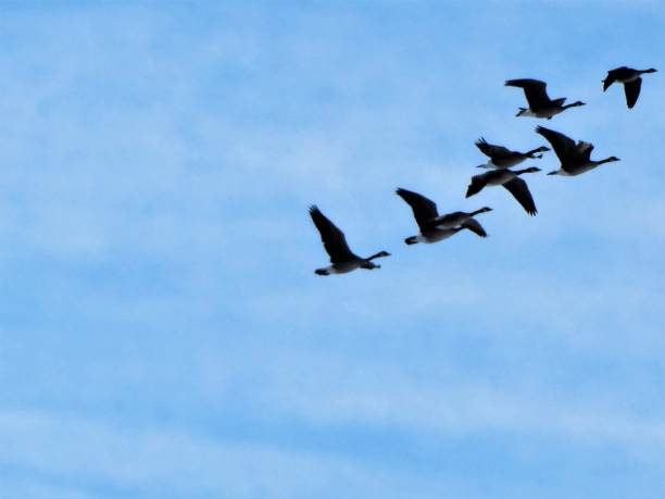 istock Canada Geese Flying in the Sky Going South for Winter 1449970104