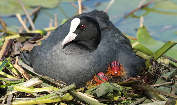 istock Eurasian coot on nest with young 1449976732