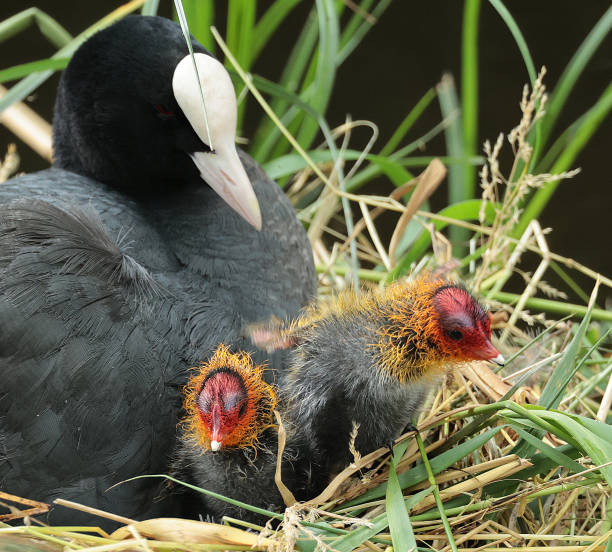 Eurasian coot on nest with young