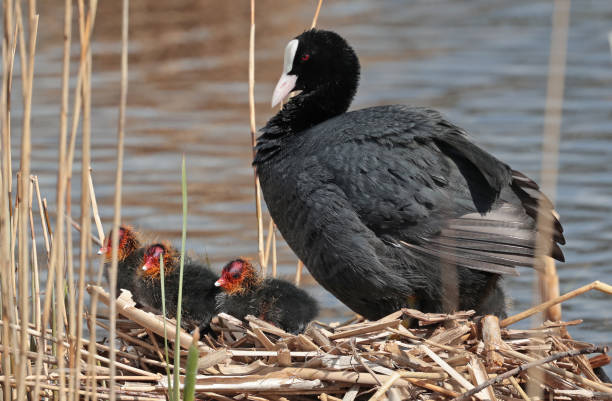 istock Eurasian coot on nest with young 1449976742