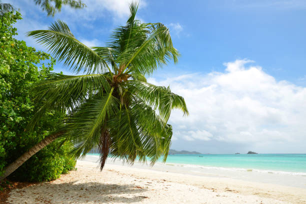 istock Anse Volbert beach in the island Praslin, Seychelles. 1449978038