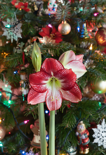 Blooming Amaryllis Flaming Peacock on Christmas tree with ornaments background.