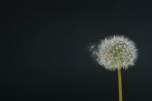 dandelion puff on the black background/close up