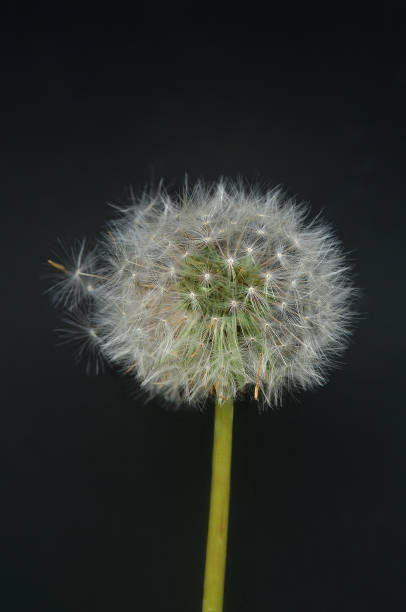 istock Close Up of Dandelion Puff 1449991478
