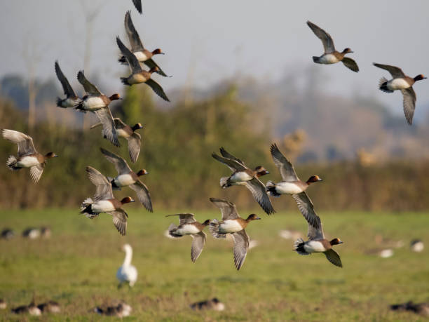 istock Wigeon, Anas penelope 1449993525