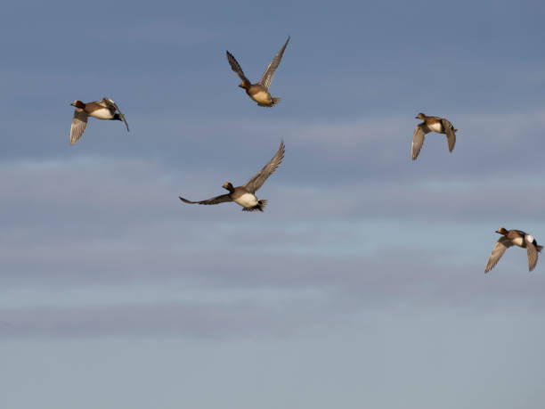istock Wigeon, Anas penelope 1449993538