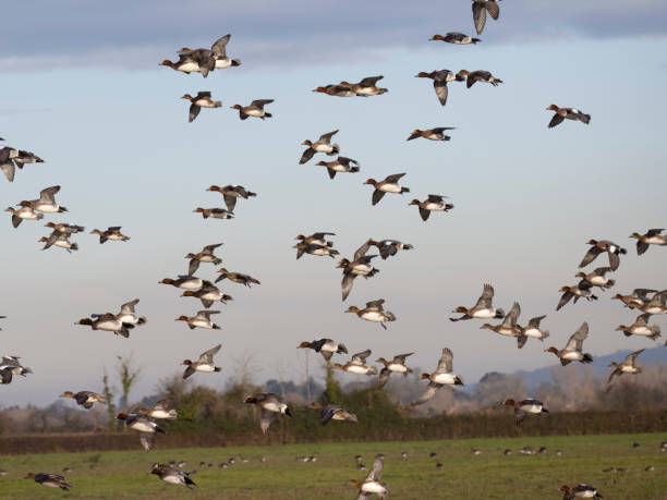 istock Wigeon, Anas penelope 1449993557