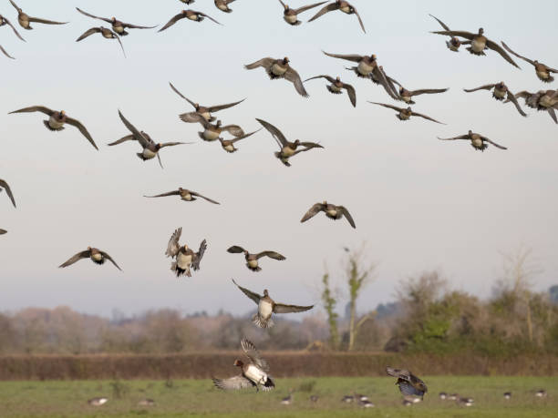istock Wigeon, Anas penelope 1449993563