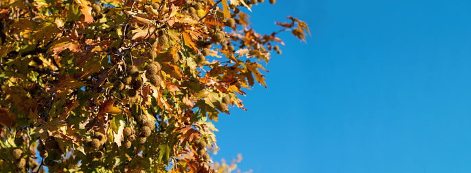 Plane leaf, maple deciduous tree with fresh and dry falling foliage, autumn flora background. Sunny day, blue sky, banner