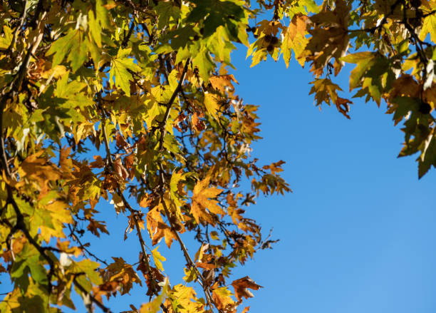 istock Plane leaf, maple deciduous tree with fresh and dry falling foliage, autumn flora, blue sky background. 1449993835