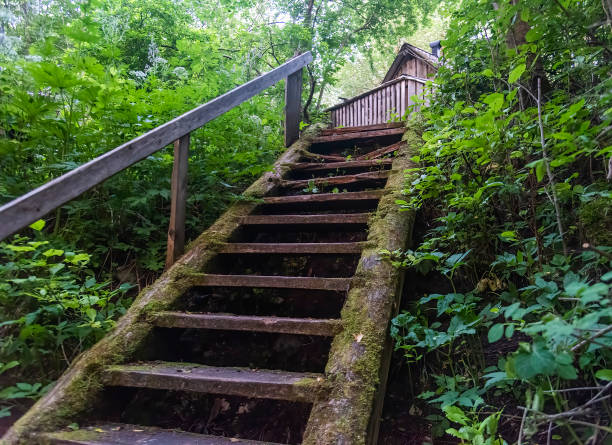 istock an old wooden staircase covered with moss in the forest 1449994644