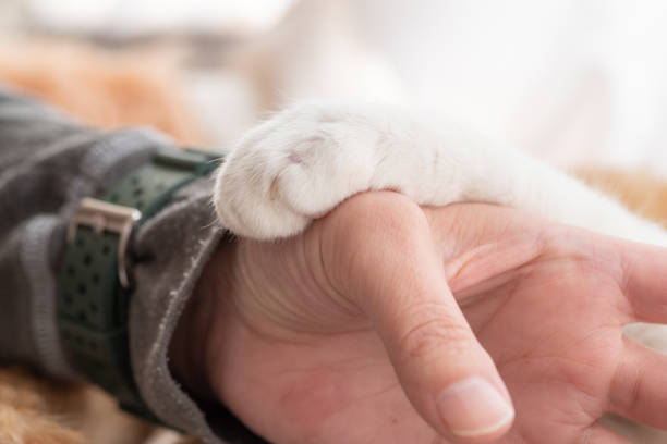 istock cat's hand and human's hand 1449996755