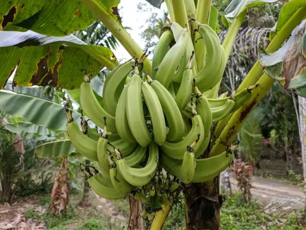 Jackfruit banana