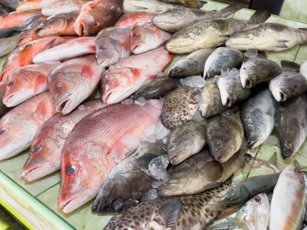 Red snapper and fresh fish variety Red snapper and fresh fish variety on market stall in Phuket city snapper head stock pictures, royalty-free photos & images
