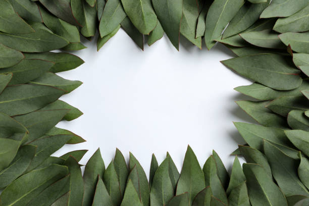 istock Frame made of eucalyptus leaves on white background, top view. Space for text 1450003770