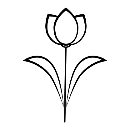 Tulip flower line icon. Tulip blooms icon on white background.