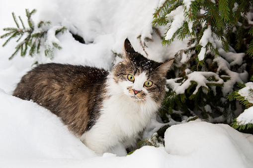 A cat in winter in the snow under a fir tree. A cat in the winter forest. The pet is a beautiful cat outside in winter.