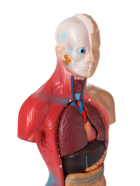 istock Human anatomy mannequin showing internal organs isolated on white 1450004972
