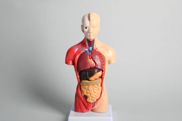 istock Human anatomy mannequin showing internal organs on grey background 1450006177