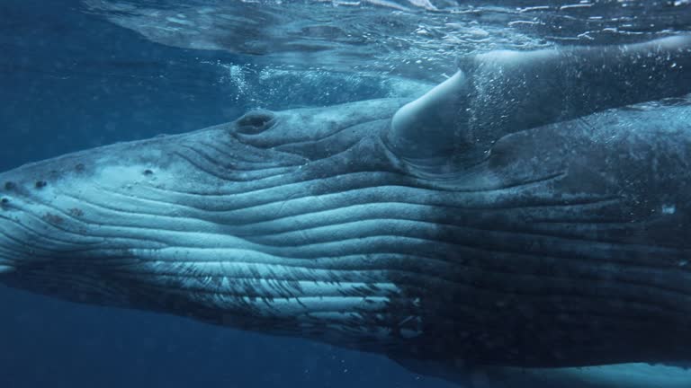 Close up of Humpback whale calf swimming along the surface in clear deep blue ocean