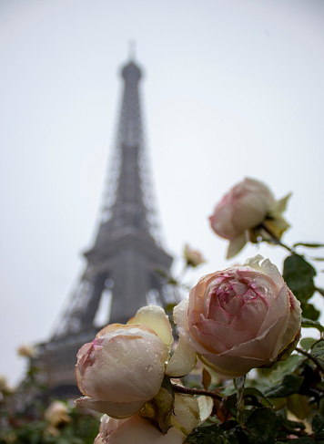 Roses in Front of the Eiffel Tower in France. Paris is a Place of Love and Romantic Encounters.