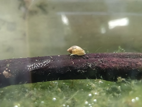 close up shot of two snails